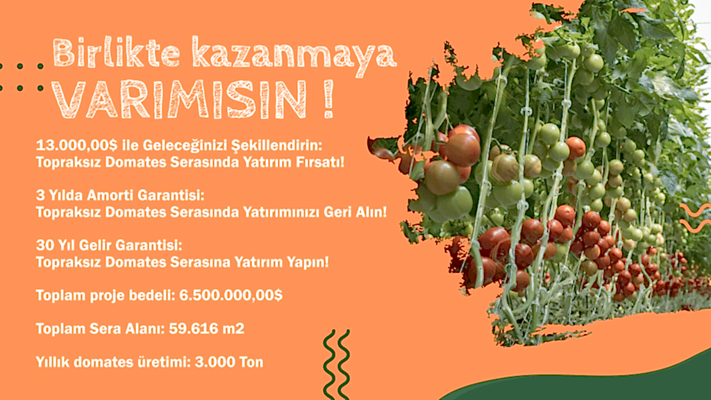 Topraksız Domates Serası Yatırım Projesi