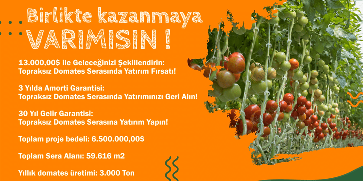 Topraksız Domates Serası Yatırım Projesi