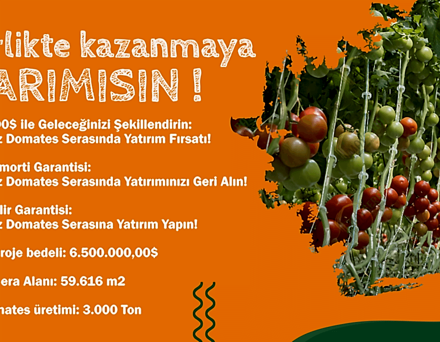 Topraksız Domates Serası Yatırım Projesi