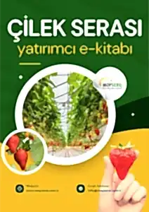 Çilek serası yatırımı ve verimli tarım üzerine kapsamlı bir rehber, çilek serası kurulumu, maliyet analizi, pazarlama stratejileri ve verimlilik yöntemlerini içeren bir tarım kılavuzu.