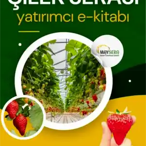 Çilek serası yatırımı ve verimli tarım üzerine kapsamlı bir rehber, çilek serası kurulumu, maliyet analizi, pazarlama stratejileri ve verimlilik yöntemlerini içeren bir tarım kılavuzu.